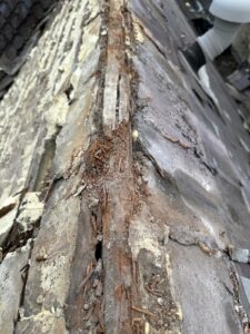 Close-up of damaged and rotting wooden roof batten with moss buildup requiring repair in Cambridgeshire