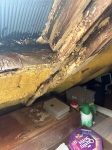Close-up of rotting wooden roof beams and damaged insulation during loft inspection in Essex